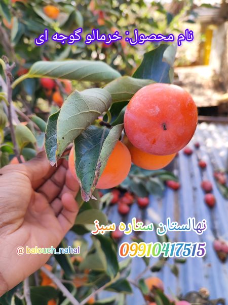 نهال خرمالو (ارقام مختلف)