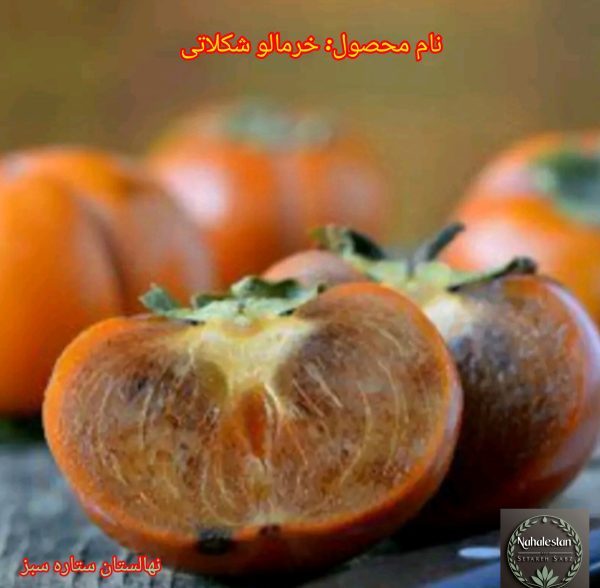 نهال خرمالو (ارقام مختلف)