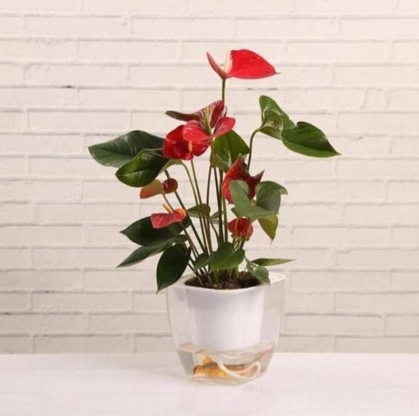 گلدان اکواریمی خود ابیار