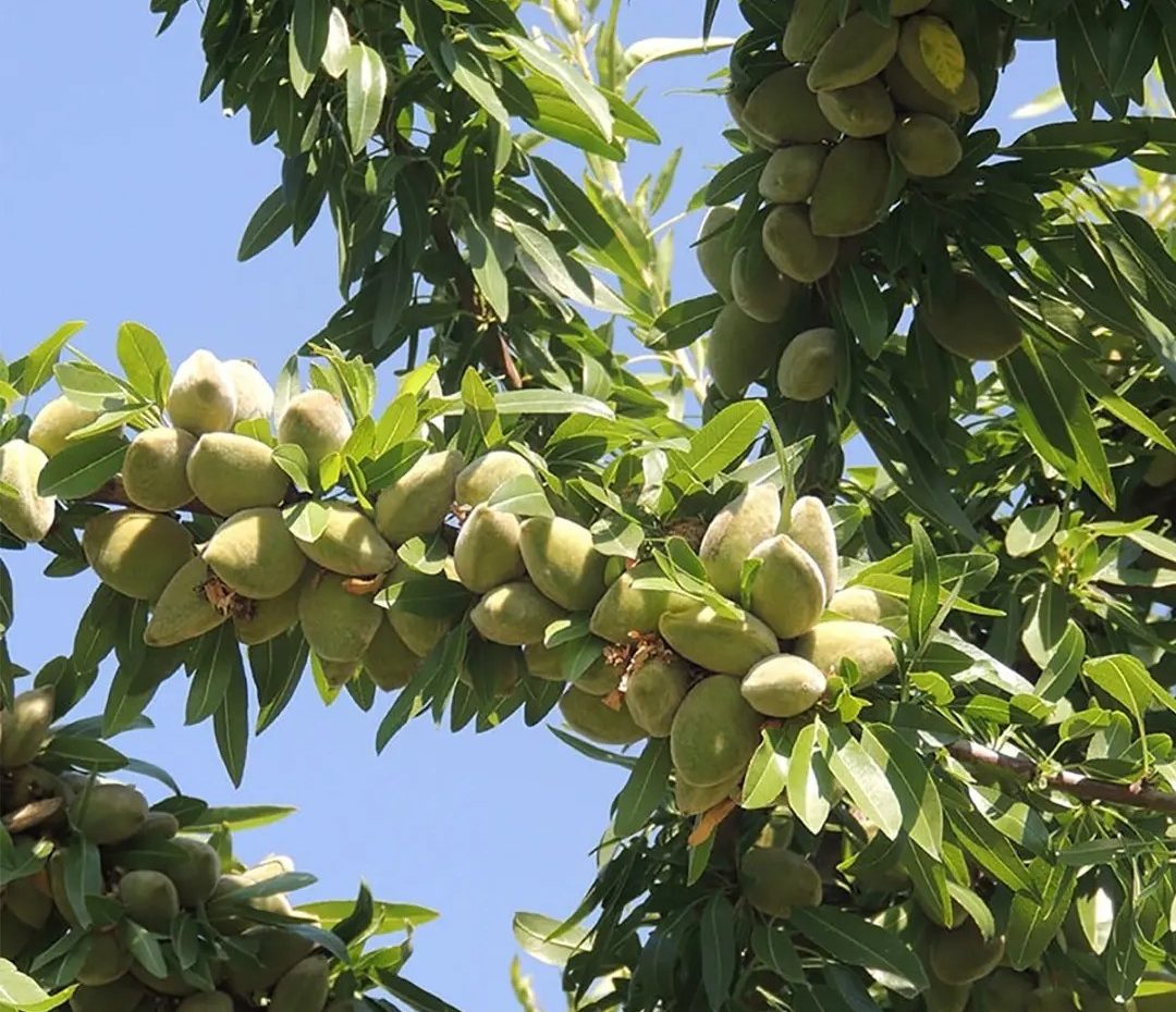 بادام کاغذی بادام کاغذی
