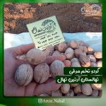 تولید و پخش محصولات کشاورزی نهال جام