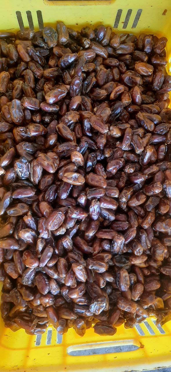 خرمای استعمران (سایر) بدون هسته خرمای استعمران (سایر) بدون هسته