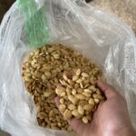 تخمه کدو گوشتی ایرانی