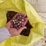 غنچه گل محمدی