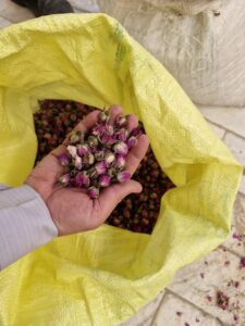 غنچه گل محمدی