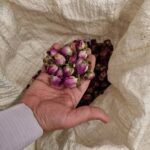 گل محمدی غنچه