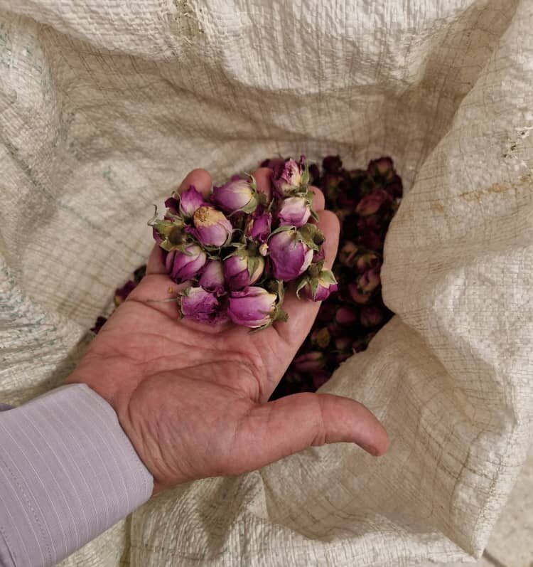 گل محمدی غنچه