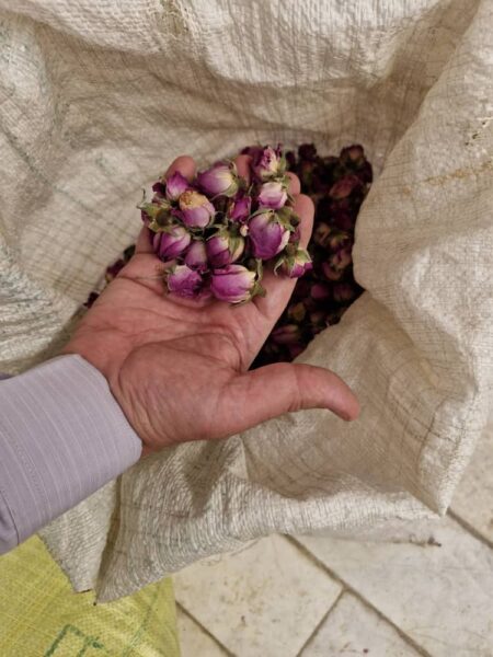 غنچه گل محمدی