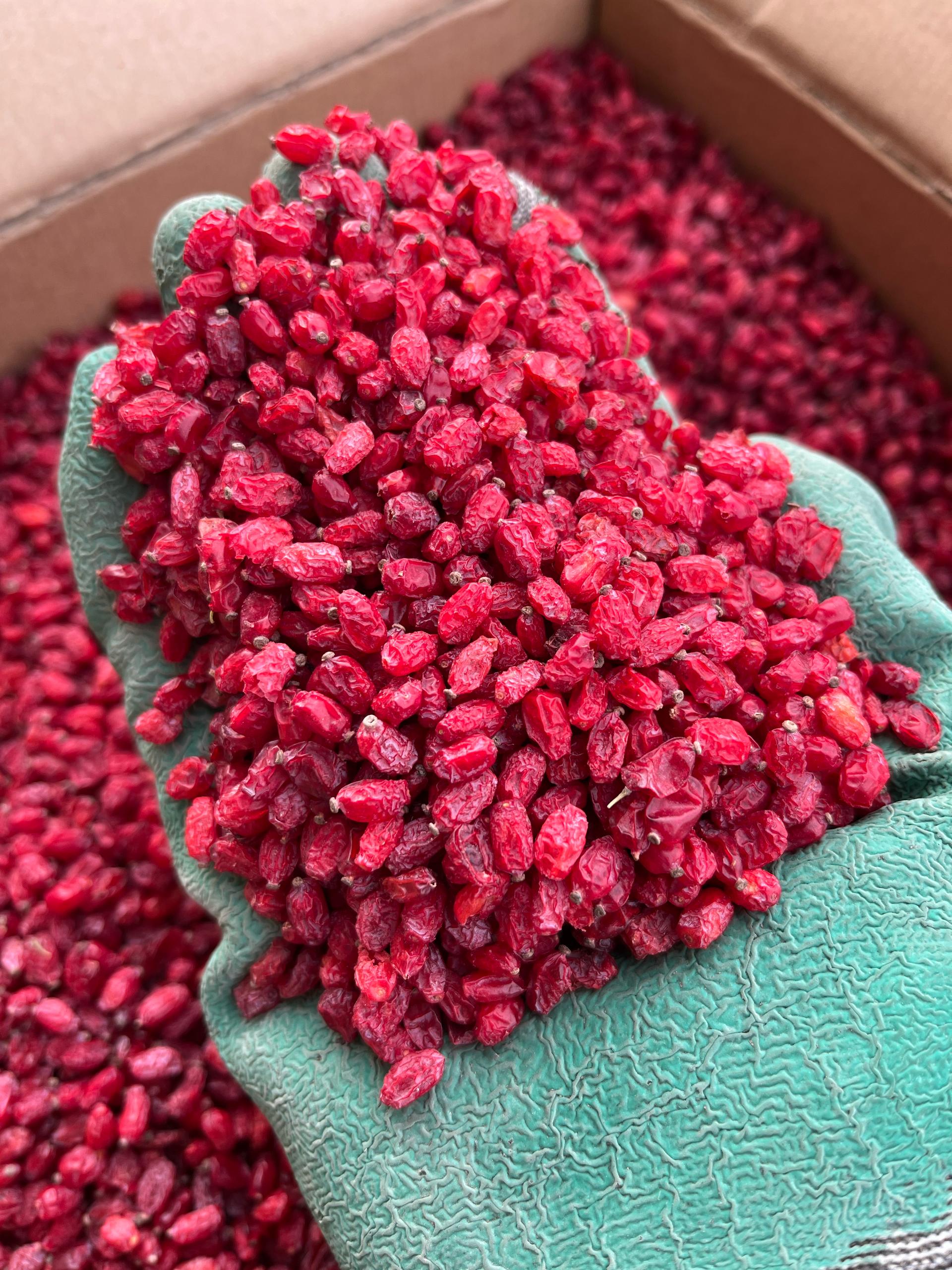 زرشک پفکی صادراتی زرشک پفکی صادراتی
