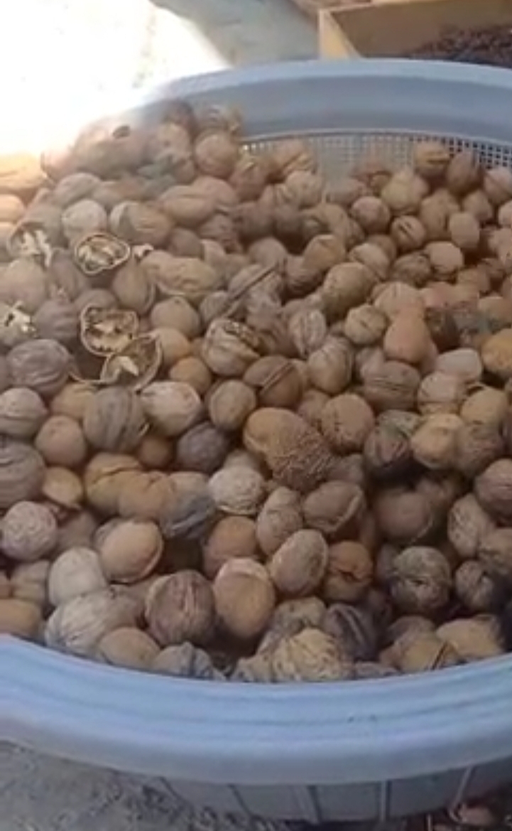 گردو