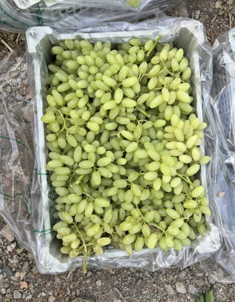 انواع انگور