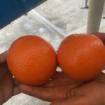 پرتقال