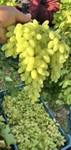 انگور