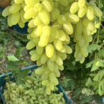 انگور