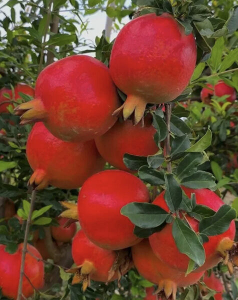 انار رباب صادراتی