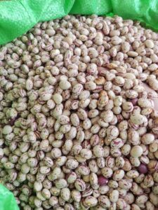 لوبیا چیتی