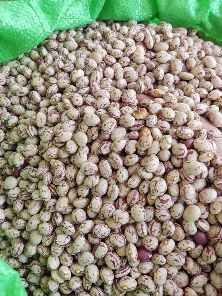 لوبیا چیتی