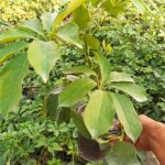 گل شفلرای سبز
