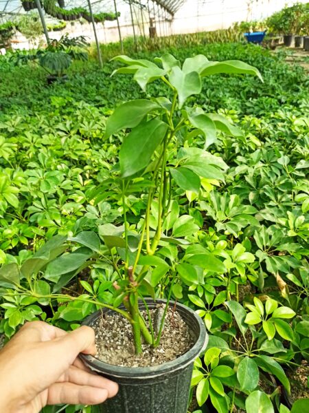 گل شفلرای سبز