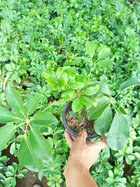 گل شفلرای سبز