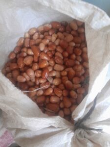 سنجد