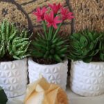 کاکتوس خمیری دکوری