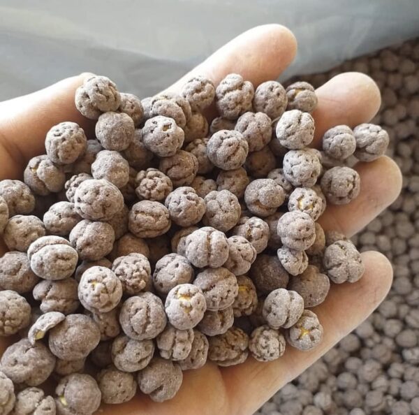 نخودچی ممتاز