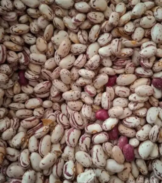 لوبیا چیتی ارگانیک رقم کوشا