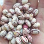 لوبیا چیتی ارگانیک رقم کوشا