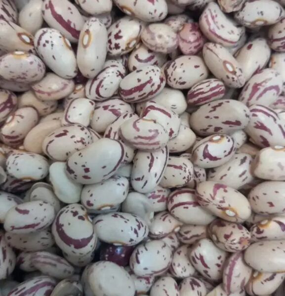 لوبیا چیتی ارگانیک رقم کوشا