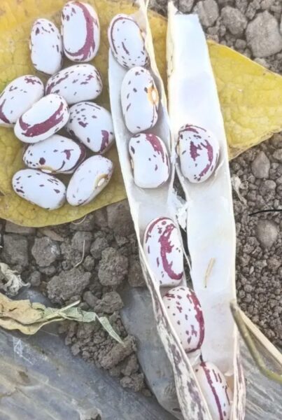 لوبیا چیتی ارگانیک رقم کوشا