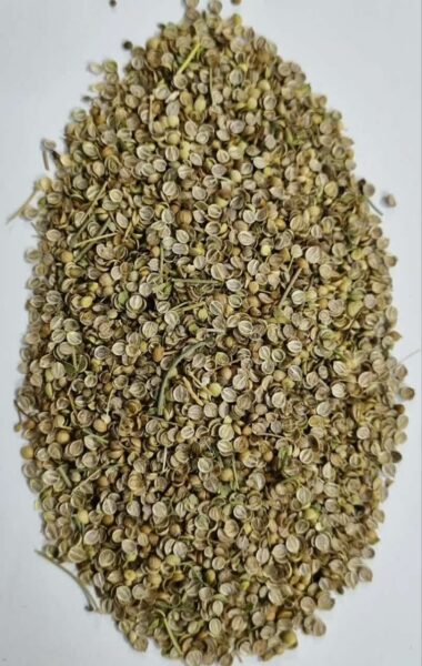 تخم گشنیز لپه