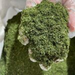 سبزی خشک شوید بلغور