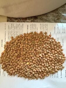 عدس سبز کانادایی