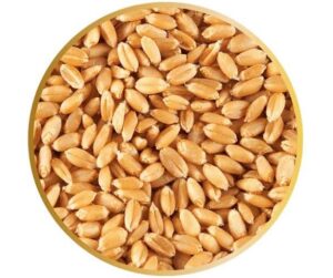 بذر یونجه و بذر گندم