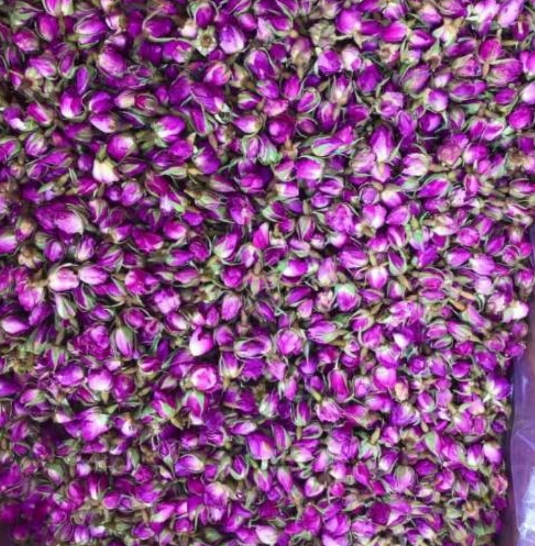 غنچه گل محمدی غنچه گل محمدی